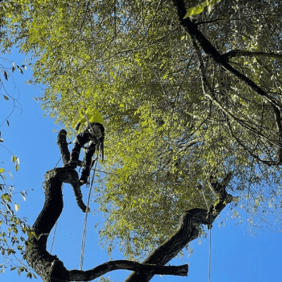 TREE TRIMMING